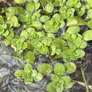 Callitriche stagnalis at Belconnen, ACT - 19 Aug 2023