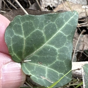 Hedera helix at Belconnen, ACT - 19 Aug 2023