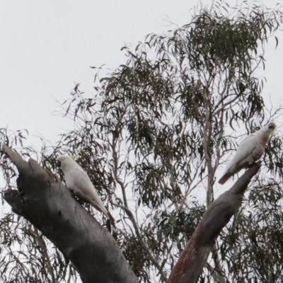 Cacatua galerita (Sulphur-crested Cockatoo) at Canberra Central, ACT - 19 Aug 2023 by JimL