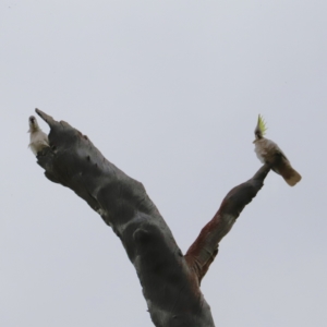 Cacatua galerita at Canberra Central, ACT - 19 Aug 2023