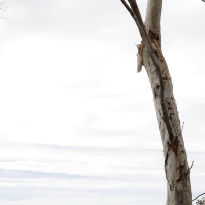 Cacatua galerita (Sulphur-crested Cockatoo) at Acton, ACT - 19 Aug 2023 by JimL