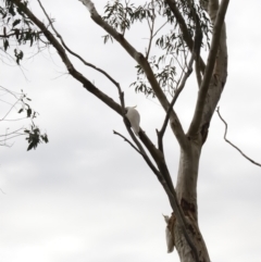 Cacatua galerita at Acton, ACT - 19 Aug 2023