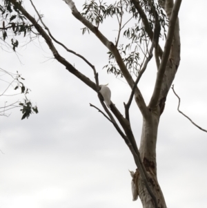 Cacatua galerita at Acton, ACT - 19 Aug 2023