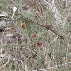 Grevillea alpina (Mountain Grevillea / Cat's Claws Grevillea) at Canberra Central, ACT - 19 Aug 2023 by JimL