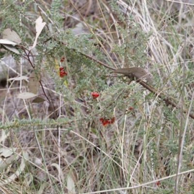 Grevillea alpina (Mountain Grevillea / Cat's Claws Grevillea) at Canberra Central, ACT - 18 Aug 2023 by JimL