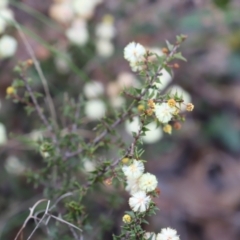 Acacia gunnii (Ploughshare Wattle) at Canberra Central, ACT - 18 Aug 2023 by JimL