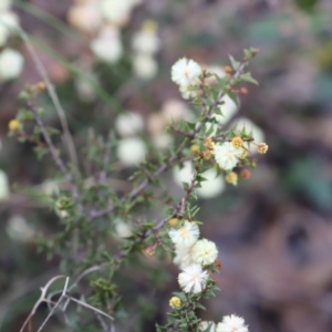 Acacia gunnii at Canberra Central, ACT - 19 Aug 2023 09:39 AM