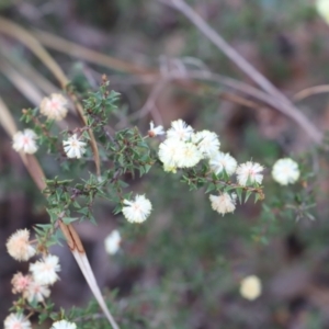 Acacia gunnii at Canberra Central, ACT - 19 Aug 2023 09:39 AM