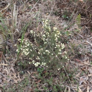 Acacia gunnii at Canberra Central, ACT - 19 Aug 2023 09:39 AM