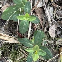 Lonicera japonica (Japanese Honeysuckle) at Aranda Bushland - 19 Aug 2023 by lbradley