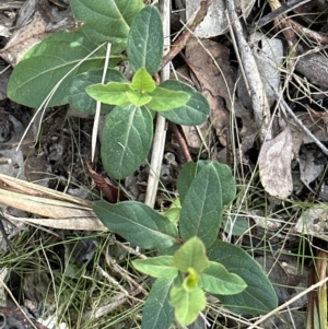 Lonicera japonica at Aranda, ACT - 19 Aug 2023 12:19 PM