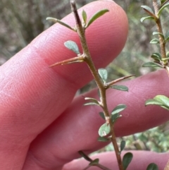 Bursaria spinosa subsp. lasiophylla (Australian Blackthorn) at Belconnen, ACT - 19 Aug 2023 by lbradley