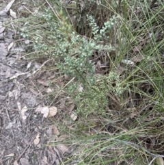 Bursaria spinosa subsp. lasiophylla at Belconnen, ACT - 19 Aug 2023