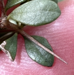 Bursaria spinosa subsp. lasiophylla at Aranda, ACT - 19 Aug 2023