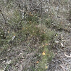 Dillwynia sp. Yetholme (P.C.Jobson 5080) NSW Herbarium at Belconnen, ACT - 19 Aug 2023