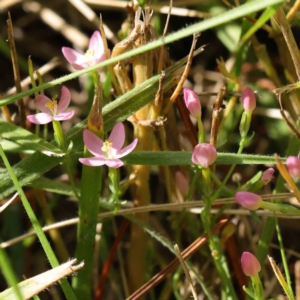 Centaurium sp. at Turner, ACT - 9 Apr 2023 03:22 PM