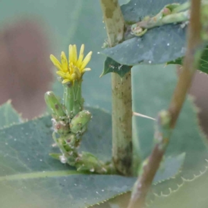 Lactuca serriola at Turner, ACT - 9 Apr 2023