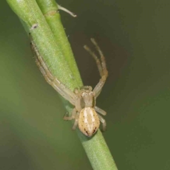 Australomisidia pilula (Lozenge-shaped Flower Spider) at Turner, ACT - 9 Apr 2023 by ConBoekel