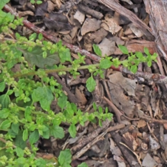 Dysphania pumilio (Small Crumbweed) at Australian National University - 9 Apr 2023 by ConBoekel