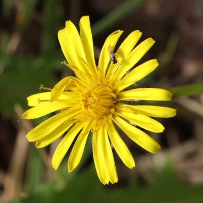 Taraxacum sp. (Dandelion) at Turner, ACT - 9 Apr 2023 by ConBoekel