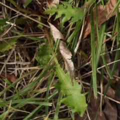 Taraxacum sp. at Turner, ACT - 9 Apr 2023 04:30 PM