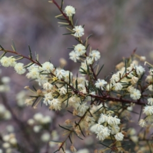 Acacia genistifolia at Canberra Central, ACT - 19 Aug 2023 09:23 AM