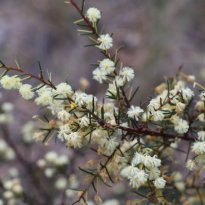 Acacia genistifolia (Early Wattle) at Black Mountain - 18 Aug 2023 by JimL