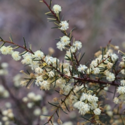 Acacia genistifolia (Early Wattle) at Canberra Central, ACT - 18 Aug 2023 by JimL