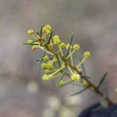 Acacia genistifolia at Canberra Central, ACT - 19 Aug 2023 09:23 AM