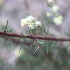 Acacia genistifolia at Canberra Central, ACT - 19 Aug 2023 09:23 AM