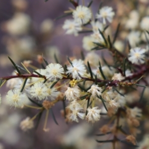 Acacia genistifolia at Canberra Central, ACT - 19 Aug 2023