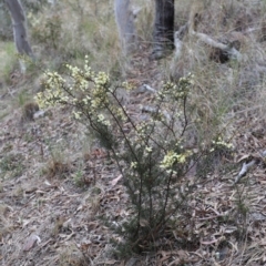 Acacia genistifolia at Canberra Central, ACT - 19 Aug 2023 09:23 AM