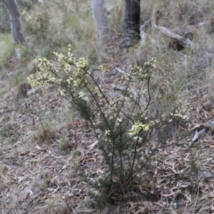 Acacia genistifolia at Canberra Central, ACT - 19 Aug 2023 09:23 AM