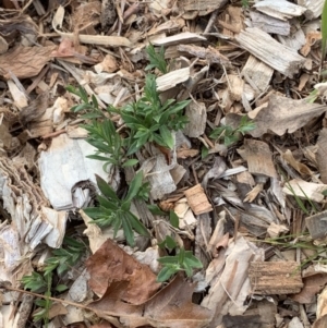 Dimorphotheca ecklonis at Macquarie, ACT - 19 Aug 2023