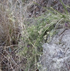 Clematis leptophylla (Small-leaf Clematis, Old Man's Beard) at Black Mountain - 18 Aug 2023 by JimL