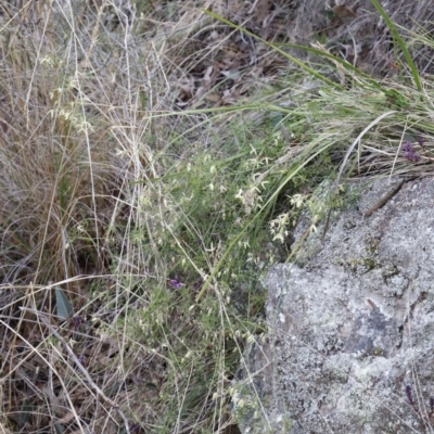 Clematis leptophylla (Small-leaf Clematis, Old Man's Beard) at Black Mountain - 18 Aug 2023 by JimL