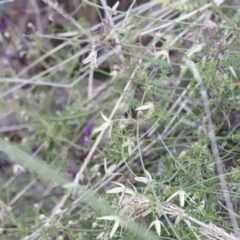 Clematis leptophylla at Canberra Central, ACT - 19 Aug 2023