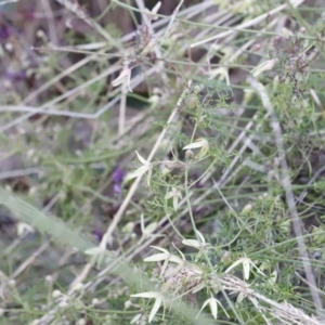 Clematis leptophylla at Canberra Central, ACT - 19 Aug 2023