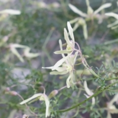 Clematis leptophylla at Canberra Central, ACT - 19 Aug 2023