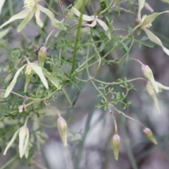 Clematis leptophylla at Canberra Central, ACT - 19 Aug 2023