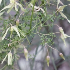 Clematis leptophylla at Canberra Central, ACT - 19 Aug 2023 09:19 AM