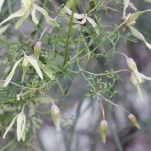 Clematis leptophylla at Canberra Central, ACT - 19 Aug 2023