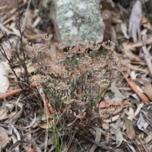 Pomax umbellata at Canberra Central, ACT - 19 Aug 2023