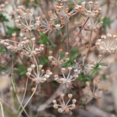 Pomax umbellata at Canberra Central, ACT - 19 Aug 2023 09:27 AM