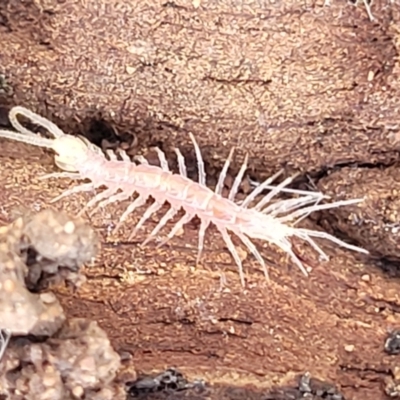Lithobiomorpha (order) (Unidentified stone centipede) at Sherwood Forest - 19 Aug 2023 by trevorpreston