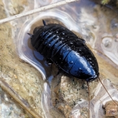 Platyzosteria melanaria (Common Eastern Litter Runner) at Coree, ACT - 19 Aug 2023 by trevorpreston