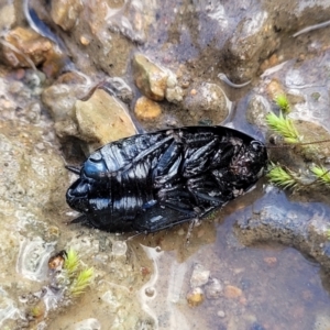 Platyzosteria melanaria at Coree, ACT - 19 Aug 2023