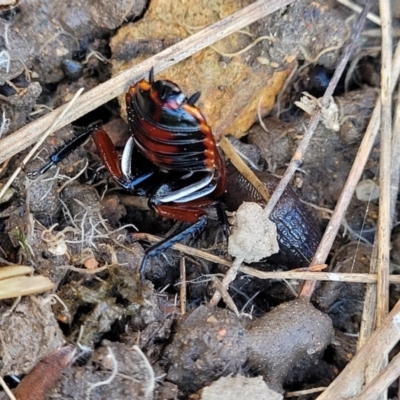 Platyzosteria similis (Red-legged litter runner) at Sherwood Forest - 19 Aug 2023 by trevorpreston