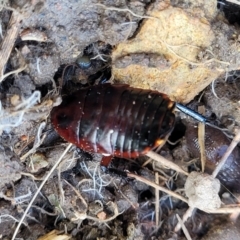 Platyzosteria similis at Coree, ACT - 19 Aug 2023