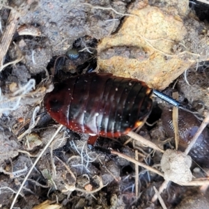 Platyzosteria similis at Coree, ACT - 19 Aug 2023